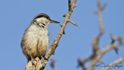 Western Rock Nuthatch - Sitta neumayer - Kaya sıvacısı