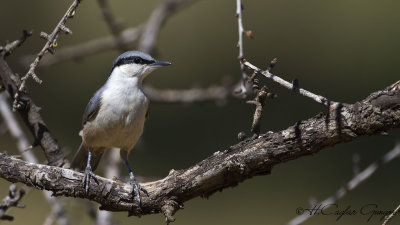 Western Rock Nuthatch - Sitta neumayer - Kaya sıvacısı