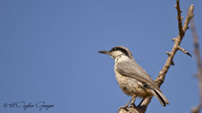 Western Rock Nuthatch - Sitta neumayer - Kaya sıvacısı