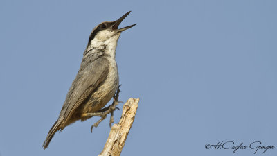 Western Rock Nuthatch - Sitta neumayer - Kaya sıvacısı