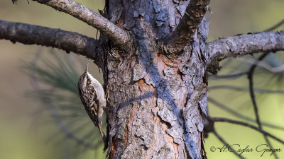 Short-toed Treecreeper - Certhia familiaris - Bahçe tırmaşıkkuşu