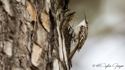 Short-toed Treecreeper - Certhia familiaris - Bahçe tırmaşıkkuşu