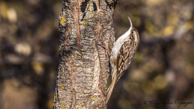 Short-toed Treecreeper - Certhia familiaris - Bahçe tırmaşıkkuşu