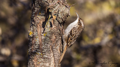 Short-toed Treecreeper - Certhia familiaris - Bahçe tırmaşıkkuşu
