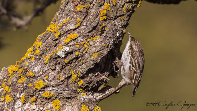 Short-toed Treecreeper - Certhia familiaris - Bahçe tırmaşıkkuşu