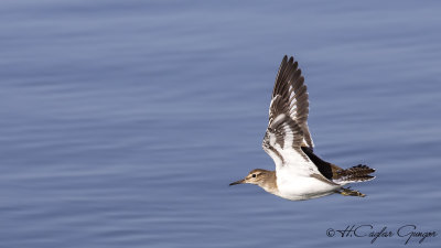 Common Sandpiper - Actitis hypoleucos - Dere düdükçünü