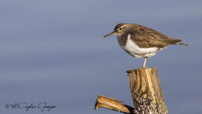 Common Sandpiper - Actitis hypoleucos - Dere düdükçünü