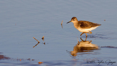 Wood Sandpiper - Tringa glareola - Orman düdükçünü