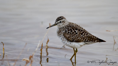 Wood Sandpiper - Tringa glareola - Orman düdükçünü