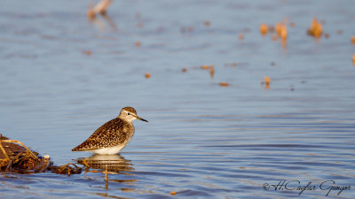 Wood Sandpiper - Tringa glareola - Orman düdükçünü