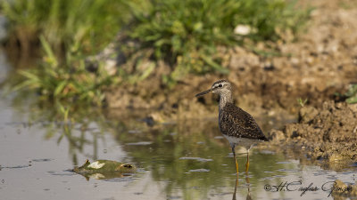 Wood Sandpiper - Tringa glareola - Orman düdükçünü