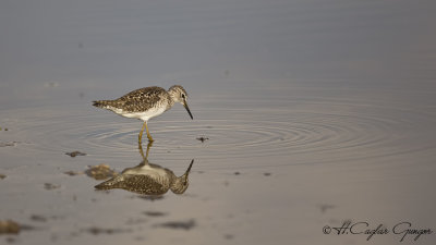 Wood Sandpiper - Tringa glareola - Orman düdükçünü