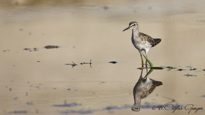 Wood Sandpiper - Tringa glareola - Orman düdükçünü