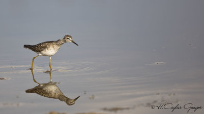 Wood Sandpiper - Tringa glareola - Orman düdükçünü