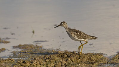 Wood Sandpiper - Tringa glareola - Orman düdükçünü