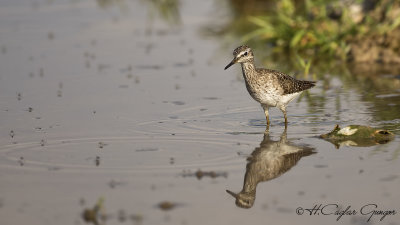 Wood Sandpiper - Tringa glareola - Orman düdükçünü