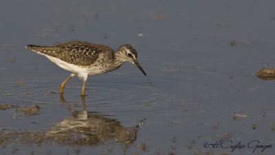 Wood Sandpiper - Tringa glareola - Orman düdükçünü