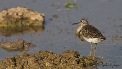 Wood Sandpiper - Tringa glareola - Orman düdükçünü