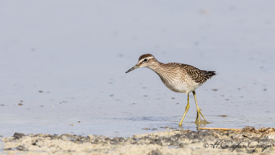 Wood Sandpiper - Tringa glareola - Orman düdükçünü