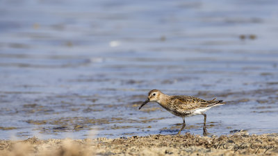 Wood Sandpiper - Tringa glareola - Orman düdükçünü