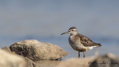 Wood Sandpiper - Tringa glareola - Orman düdükçünü