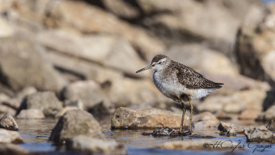 Wood Sandpiper - Tringa glareola - Orman düdükçünü