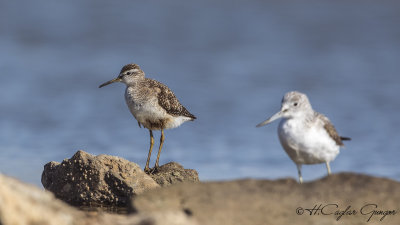 Wood Sandpiper - Tringa glareola - Orman düdükçünü