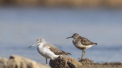 Wood Sandpiper - Tringa glareola - Orman düdükçünü