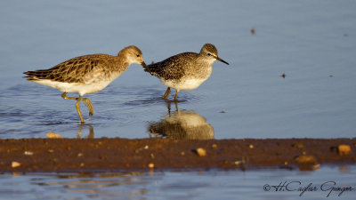 Ruff - Philomachus pugnax - Dövüşkenkuş