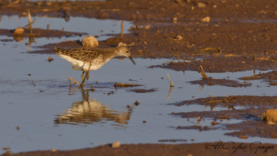 Ruff - Philomachus pugnax - Dövüşkenkuş
