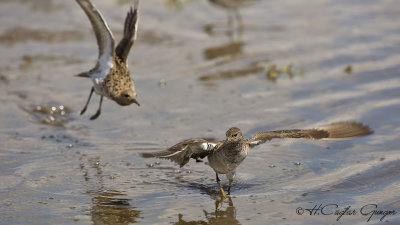 Ruff - Philomachus pugnax - Dövüşkenkuş