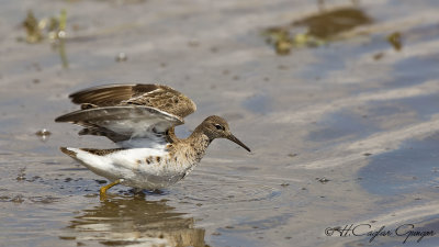 Ruff - Philomachus pugnax - Dövüşkenkuş