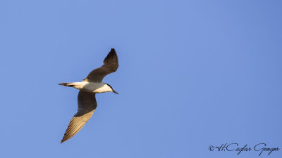 Gull-billed Tern - Gelochelidon nilotica - Gülen sumru