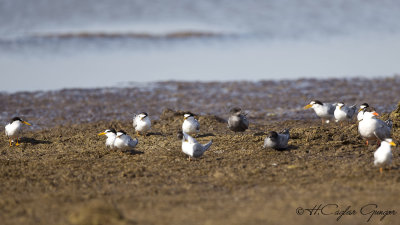 Black Tern - Chlidonias niger - Kara sumru
