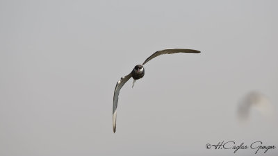 Whiskered Tern - Chlidonias hybridus - Bıyıklı sumru