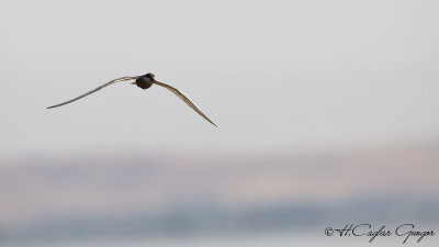 Whiskered Tern - Chlidonias hybridus - Bıyıklı sumru