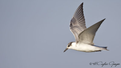 Whiskered Tern - Chlidonias hybridus - Bıyıklı sumru