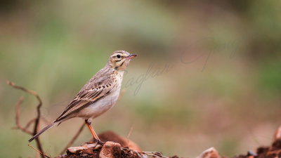 Tawny Pipit - Anthus campestris - Kır incirkuşu