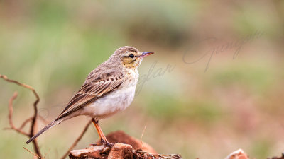 Tawny Pipit - Anthus campestris - Kır incirkuşu