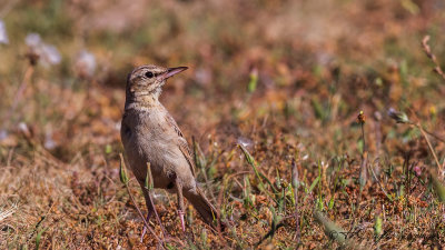 Tawny Pipit - Anthus campestris - Kır incirkuşu