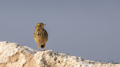 Meadow Pipit - Anthus pratensis - Çayır incirkuşu