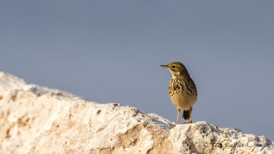 Meadow Pipit - Anthus pratensis - Çayır incirkuşu