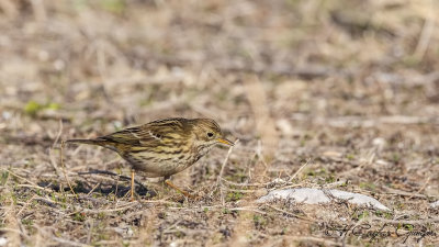 Meadow Pipit - Anthus pratensis - Çayır incirkuşu