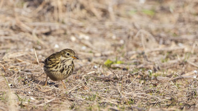 Meadow Pipit - Anthus pratensis - Çayır incirkuşu