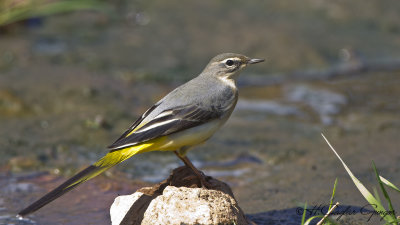 Grey Wagtail - Motacilla cinerea - Dağ kuyruksallayanı