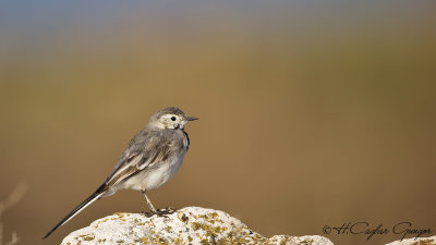 Pied Wagtail - Motacilla alba - Akkuyruksallayan