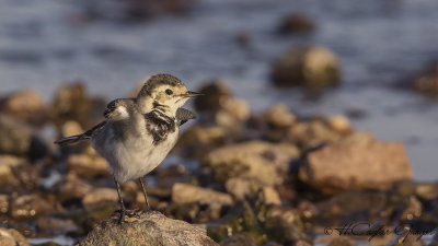 Pied Wagtail - Motacilla alba - Akkuyruksallayan