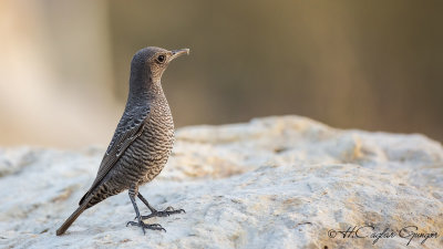 Blue Rock Thrush - Monticola solitarius - Gökardıç