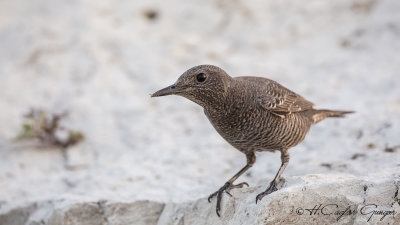 Blue Rock Thrush - Monticola solitarius - Gökardıç