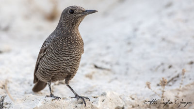 Blue Rock Thrush - Monticola solitarius - Gökardıç